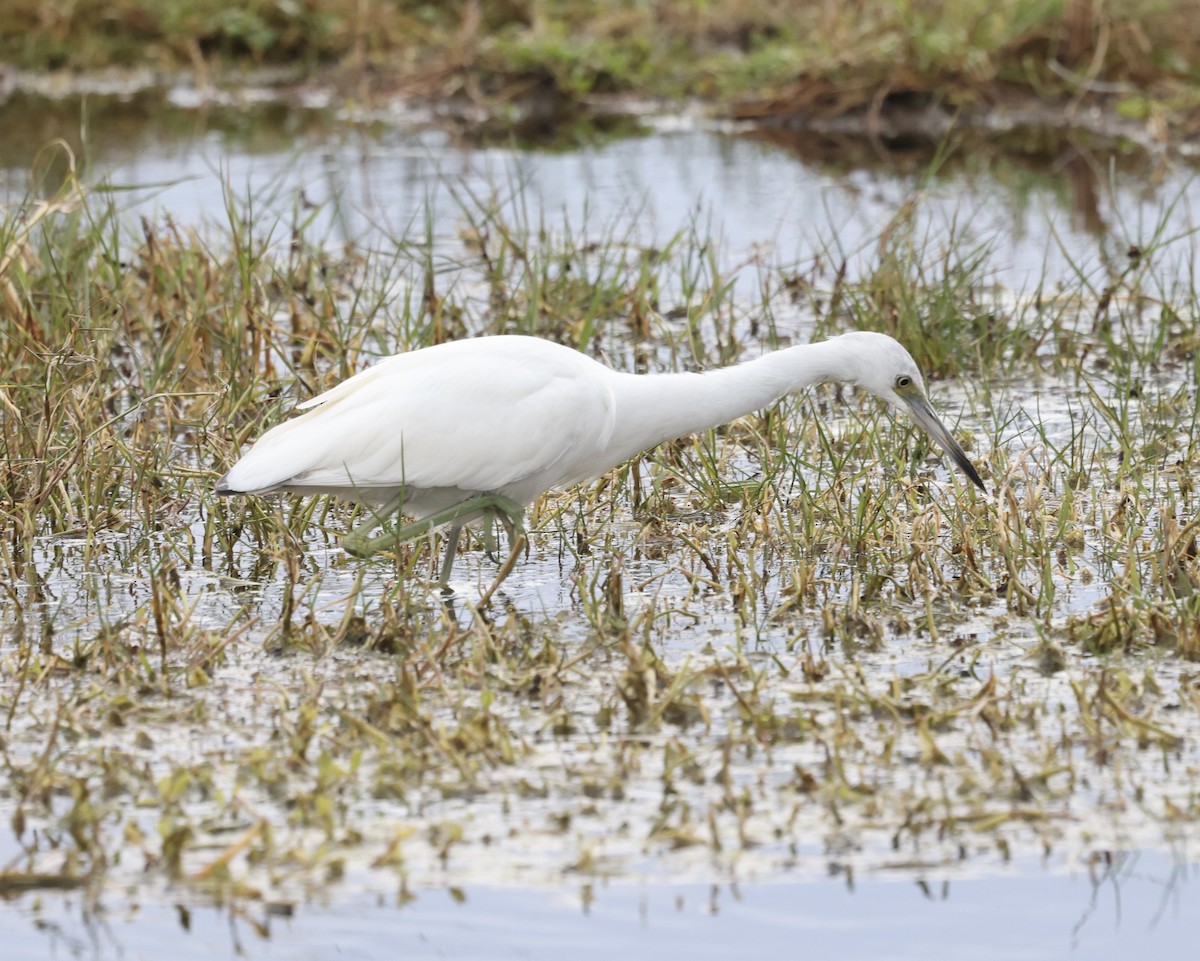 Little Blue Heron - ML613487645