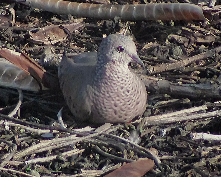 Common Ground Dove - ML613487677