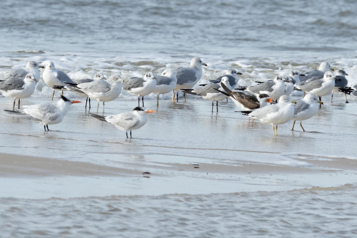 Black Skimmer - ML613487718