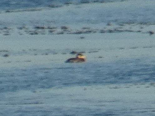 Red-necked Grebe - ML613487722