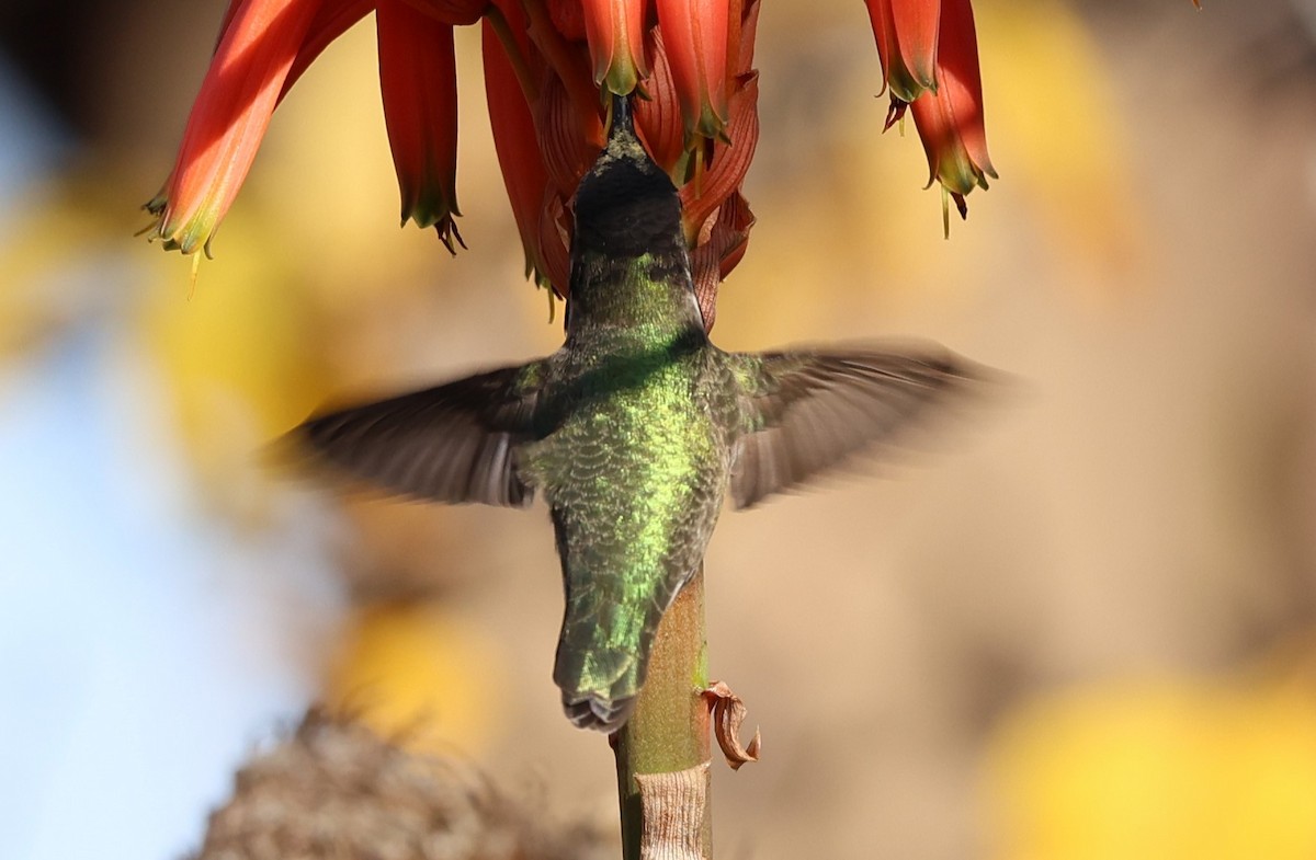 Anna's/Costa's Hummingbird - ML613487724