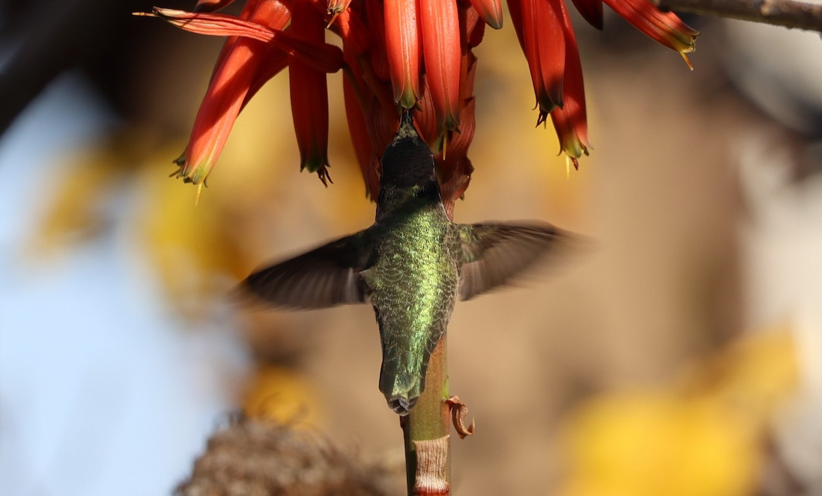 Anna's/Costa's Hummingbird - ML613487727