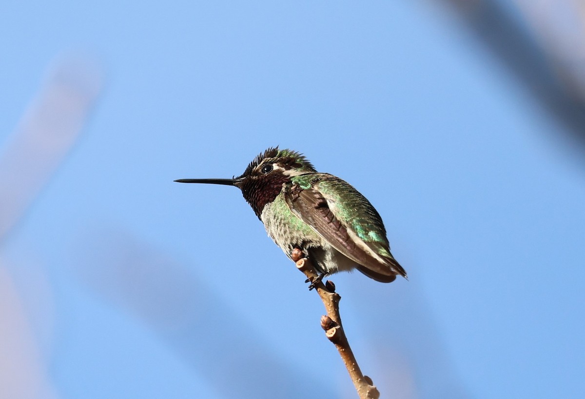 Anna's/Costa's Hummingbird - ML613487729