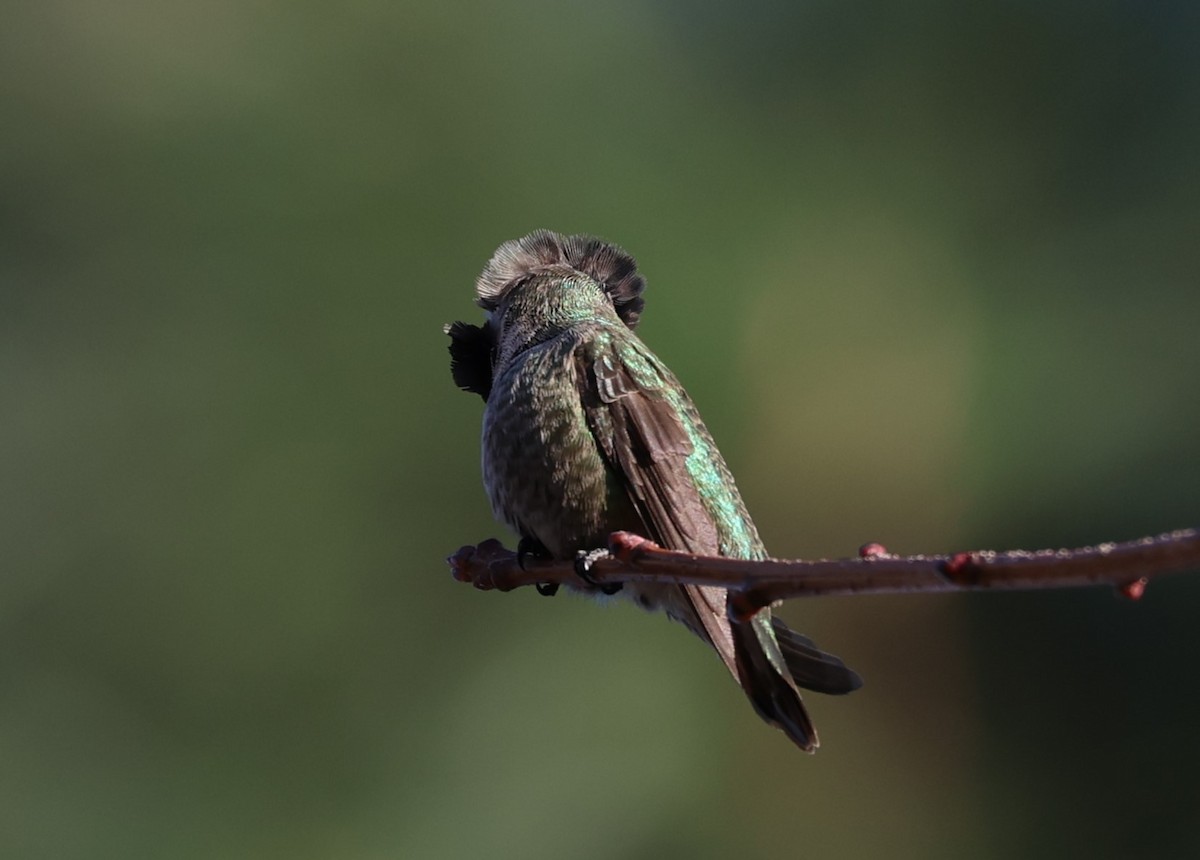 Anna's/Costa's Hummingbird - ML613487731