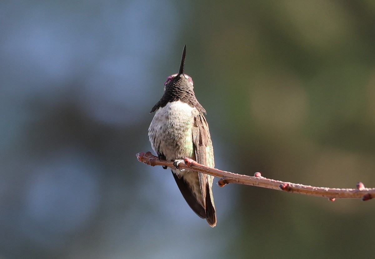 Colibri d'Anna ou C. de Costa - ML613487733