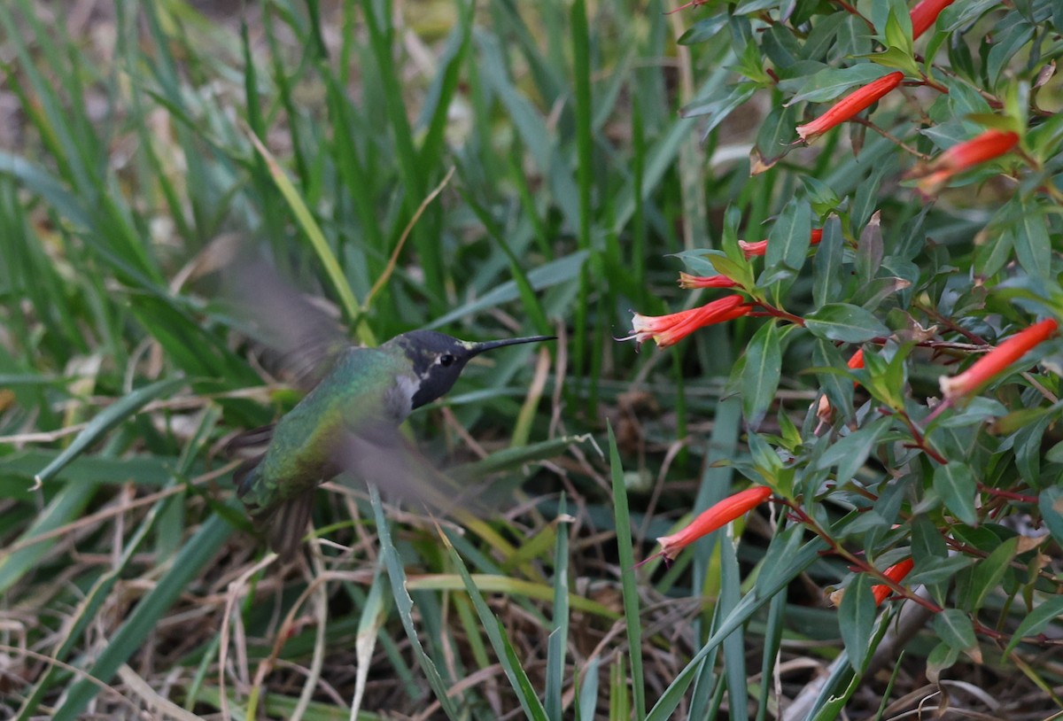 Anna's/Costa's Hummingbird - ML613487734