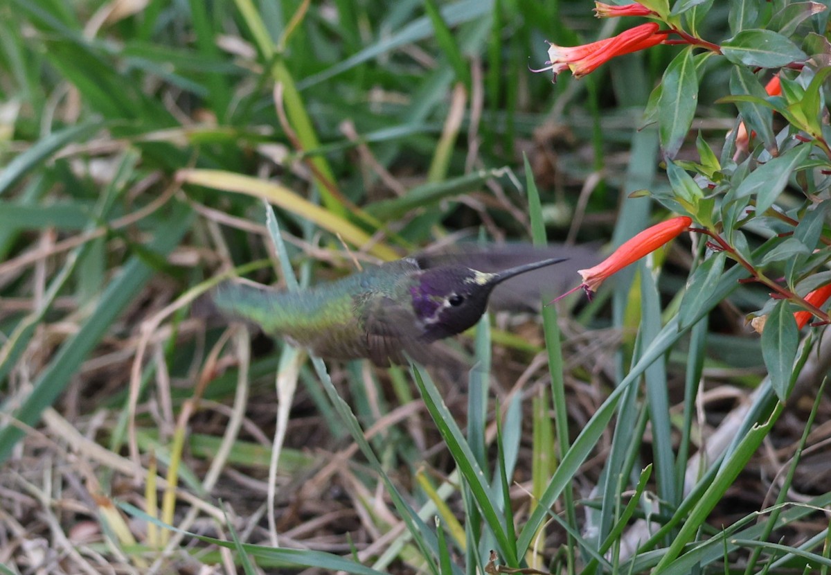 Colibri d'Anna ou C. de Costa - ML613487735