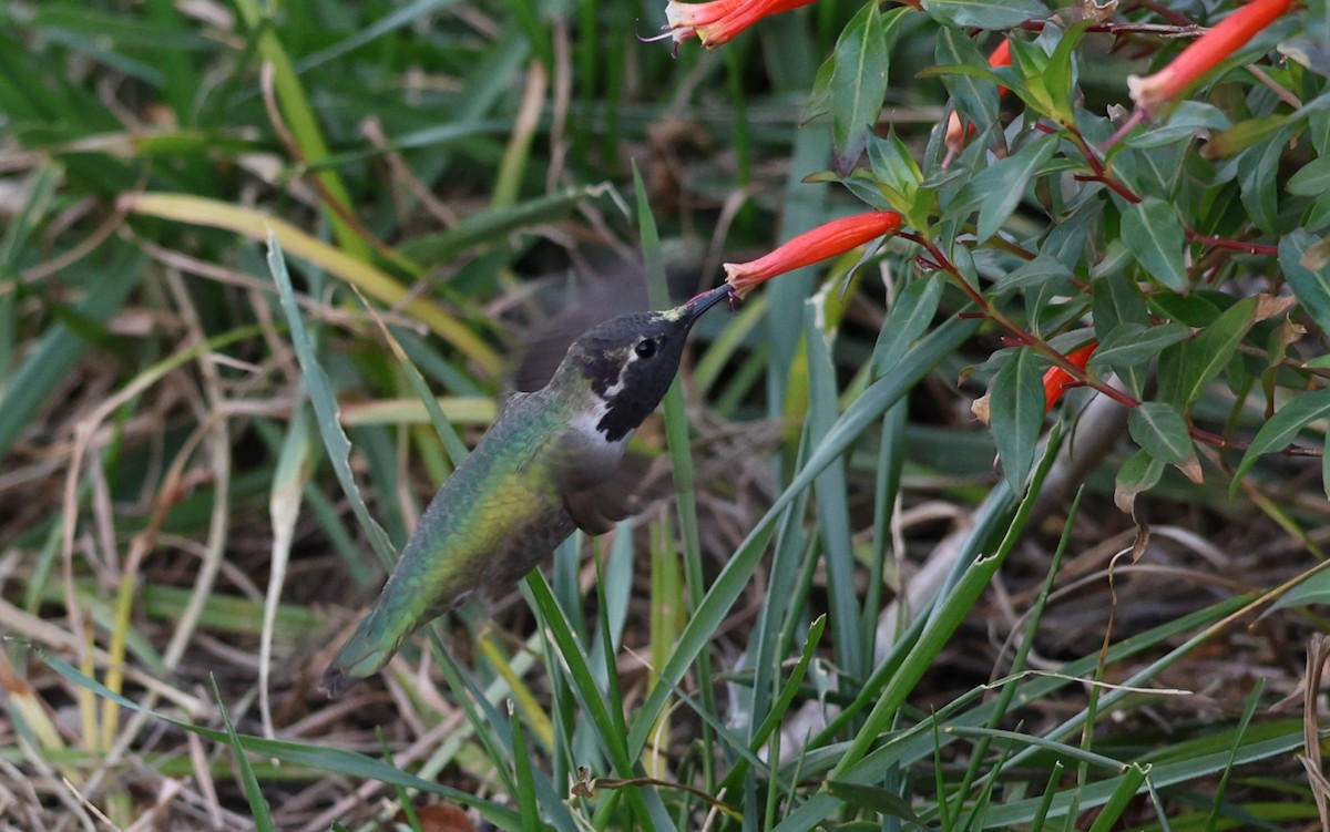 Anna's/Costa's Hummingbird - ML613487736