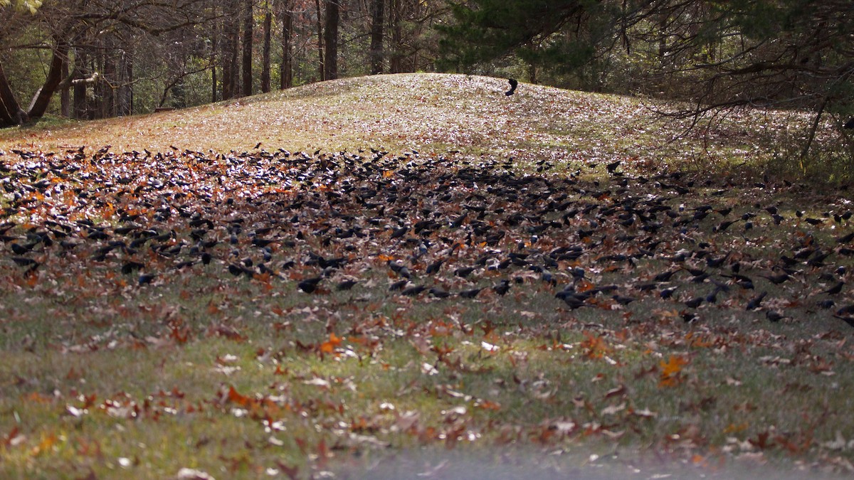 Common Grackle - ML613487772