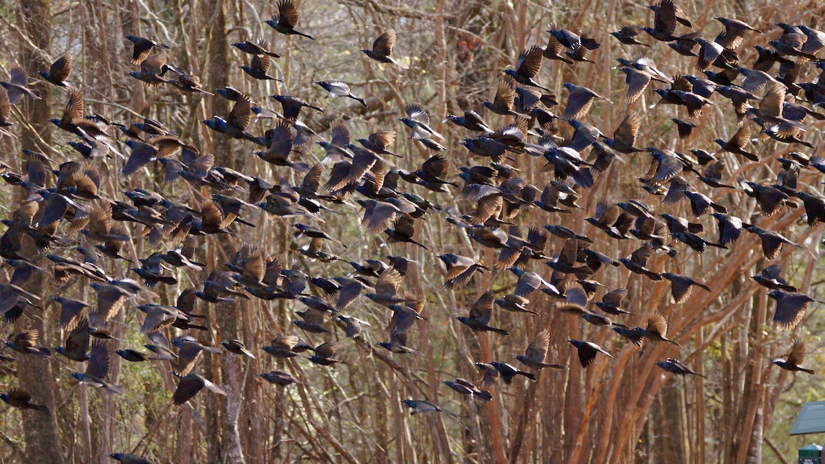 Common Grackle - ML613487773