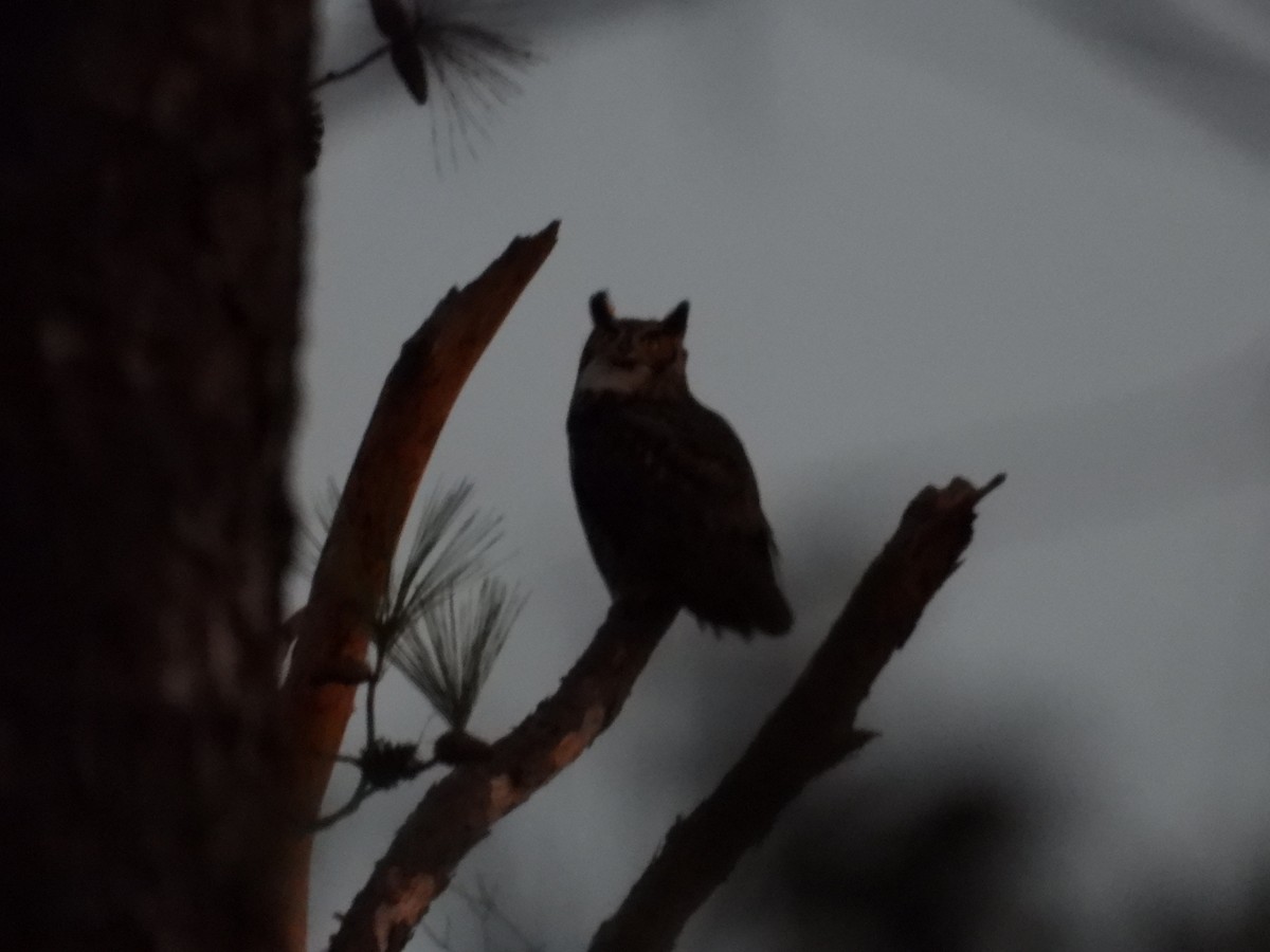 Great Horned Owl - ML613487784