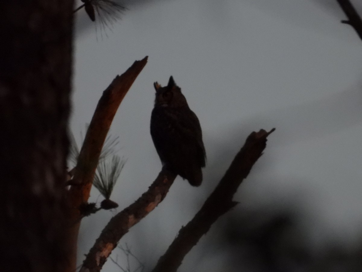 Great Horned Owl - ML613487790