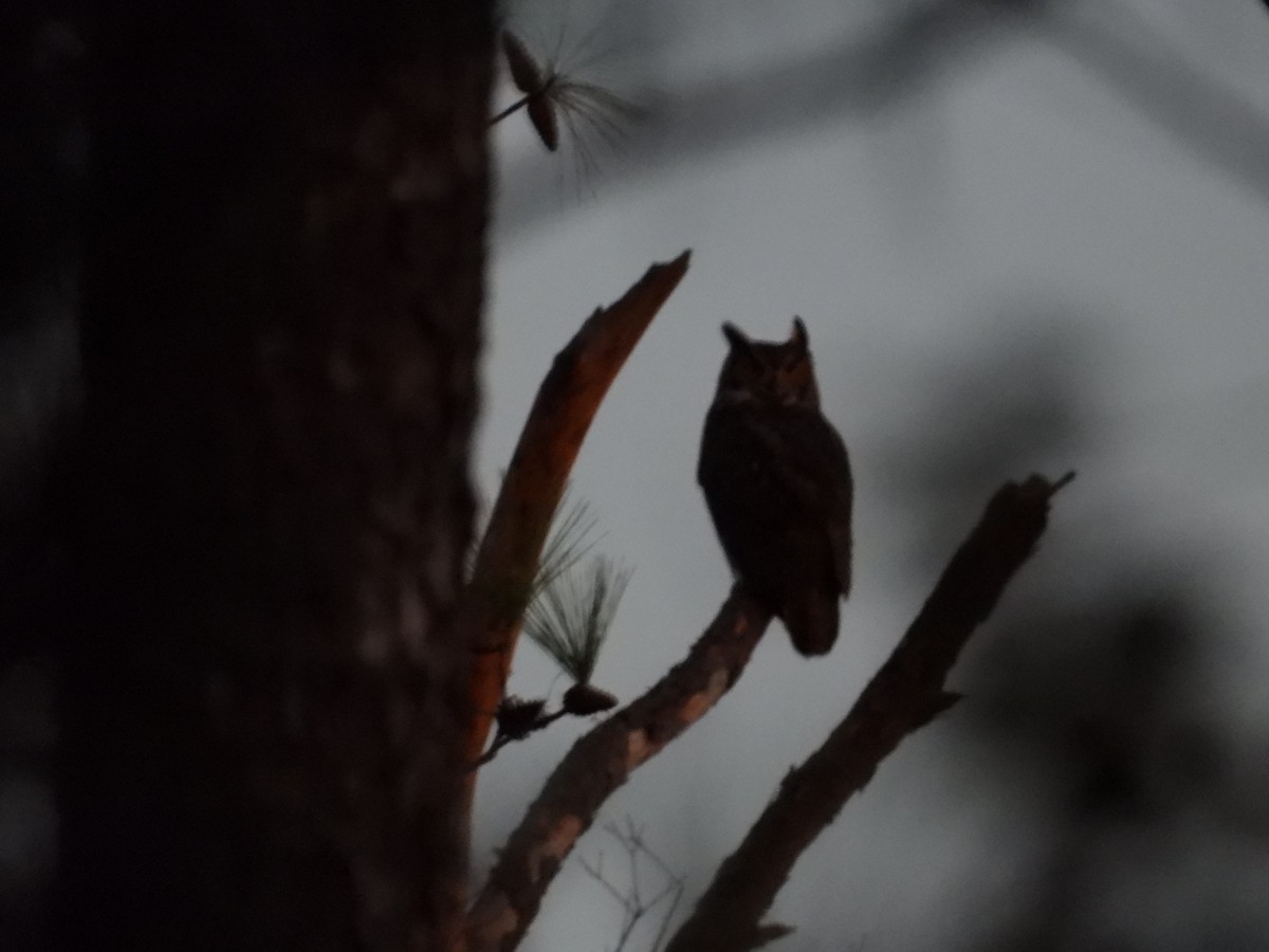 Great Horned Owl - ML613487792