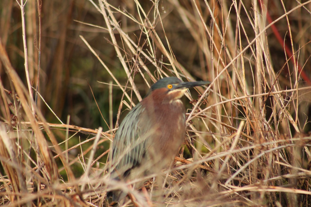 Green Heron - ML613487796