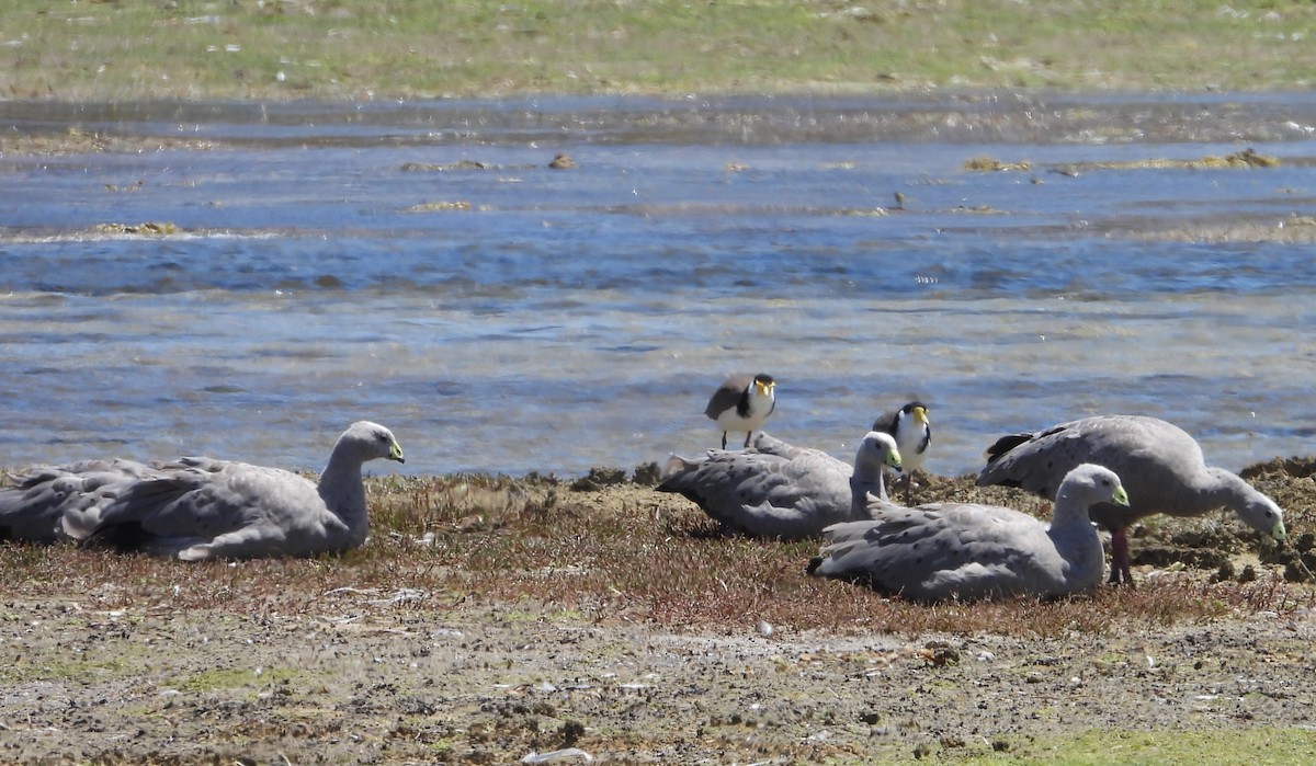 Cape Barren Goose - ML613487862