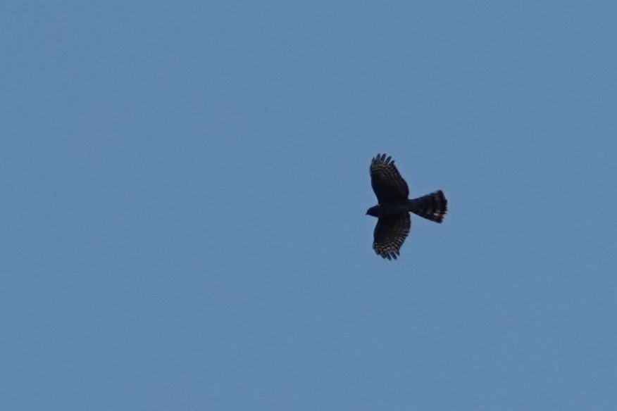 Sharp-shinned Hawk - ML613487938