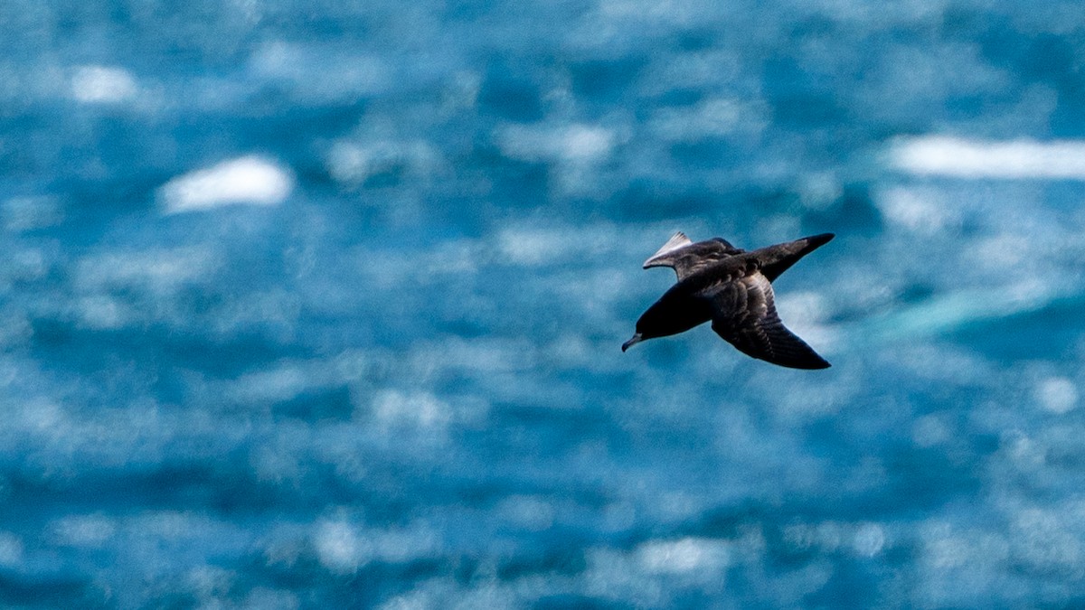 Puffin à pieds pâles - ML613487967