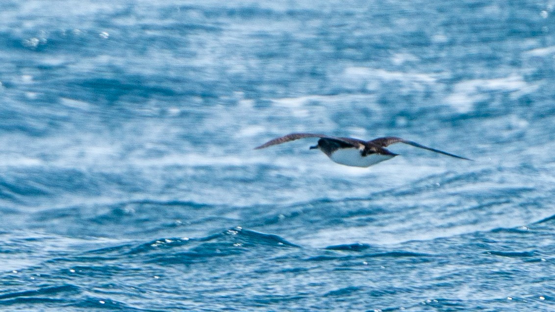 Hutton's Shearwater - ML613487978