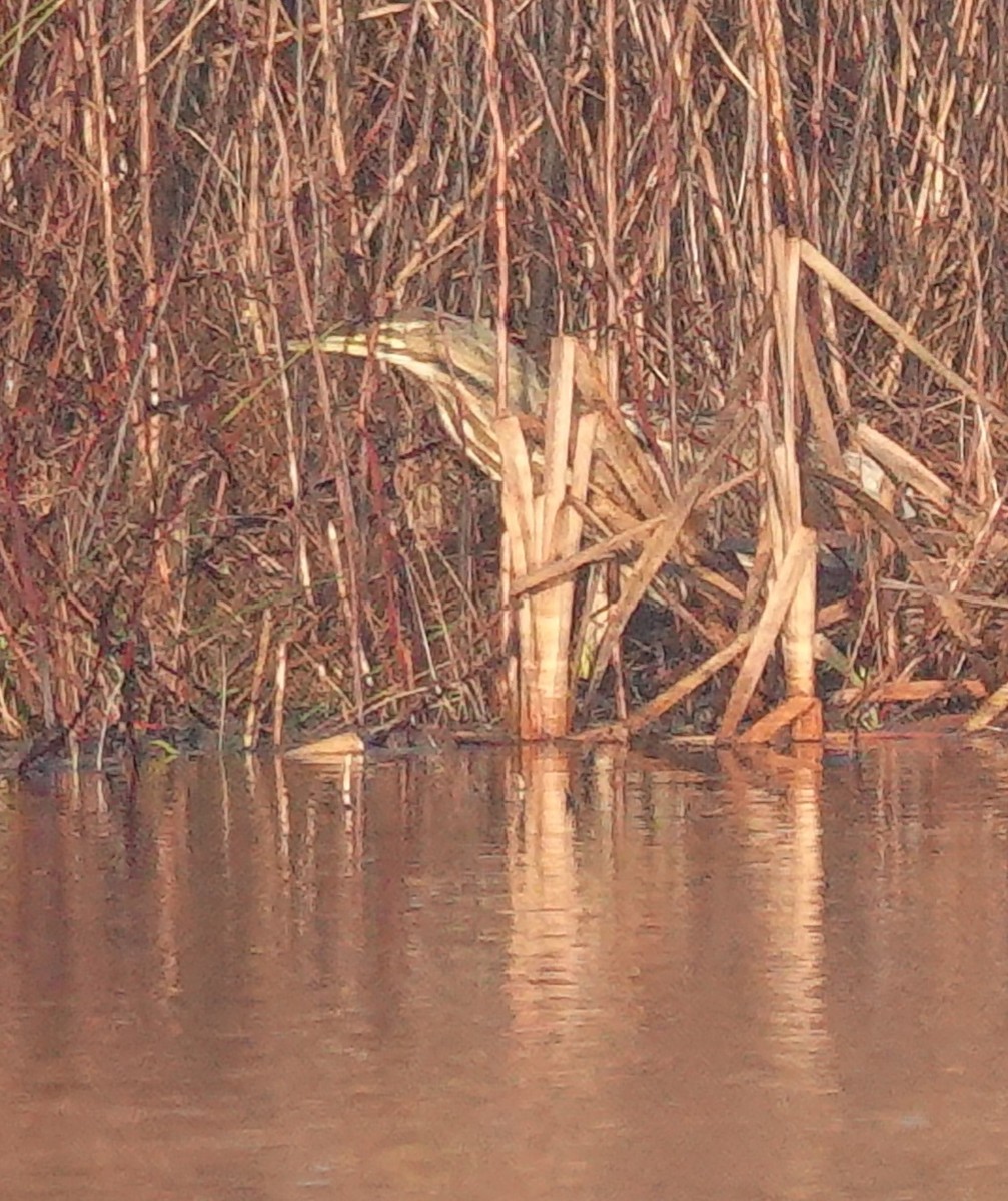 American Bittern - ML613488039