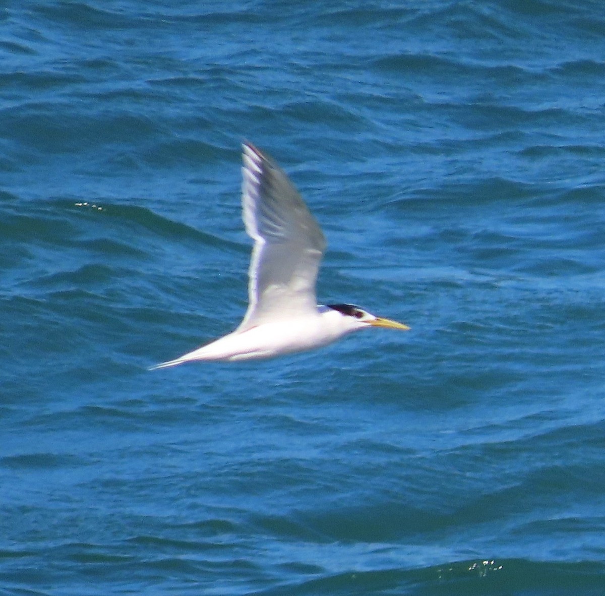 Sandwich Tern - Alfredo Correa