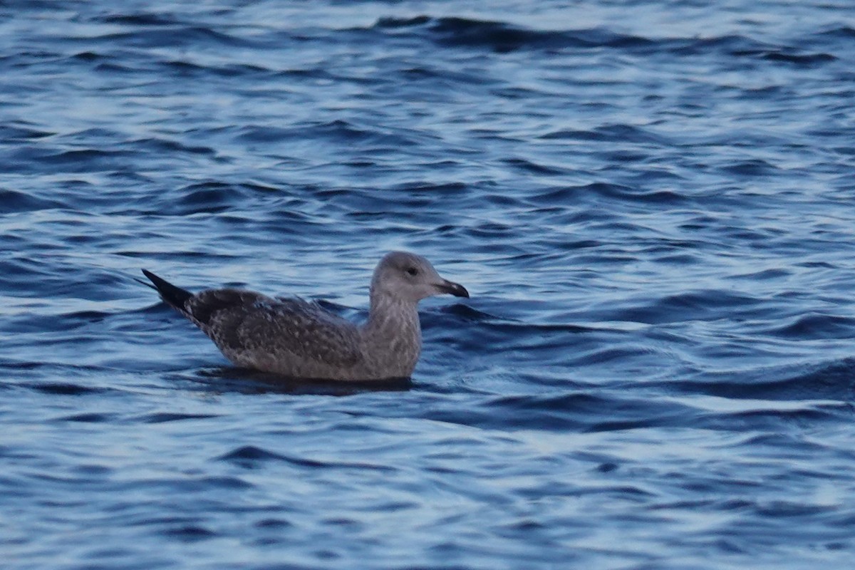 Gaviota Argéntea - ML613488194