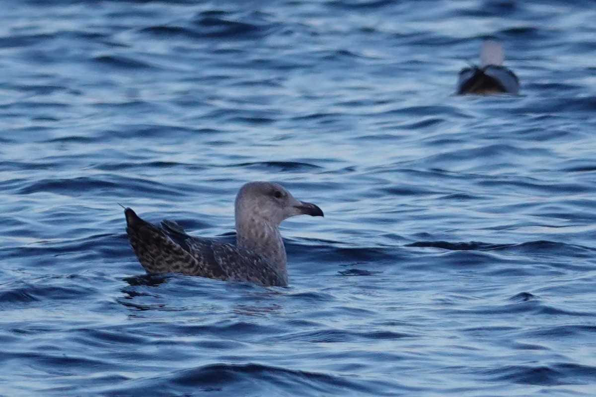 Gaviota Argéntea - ML613488195