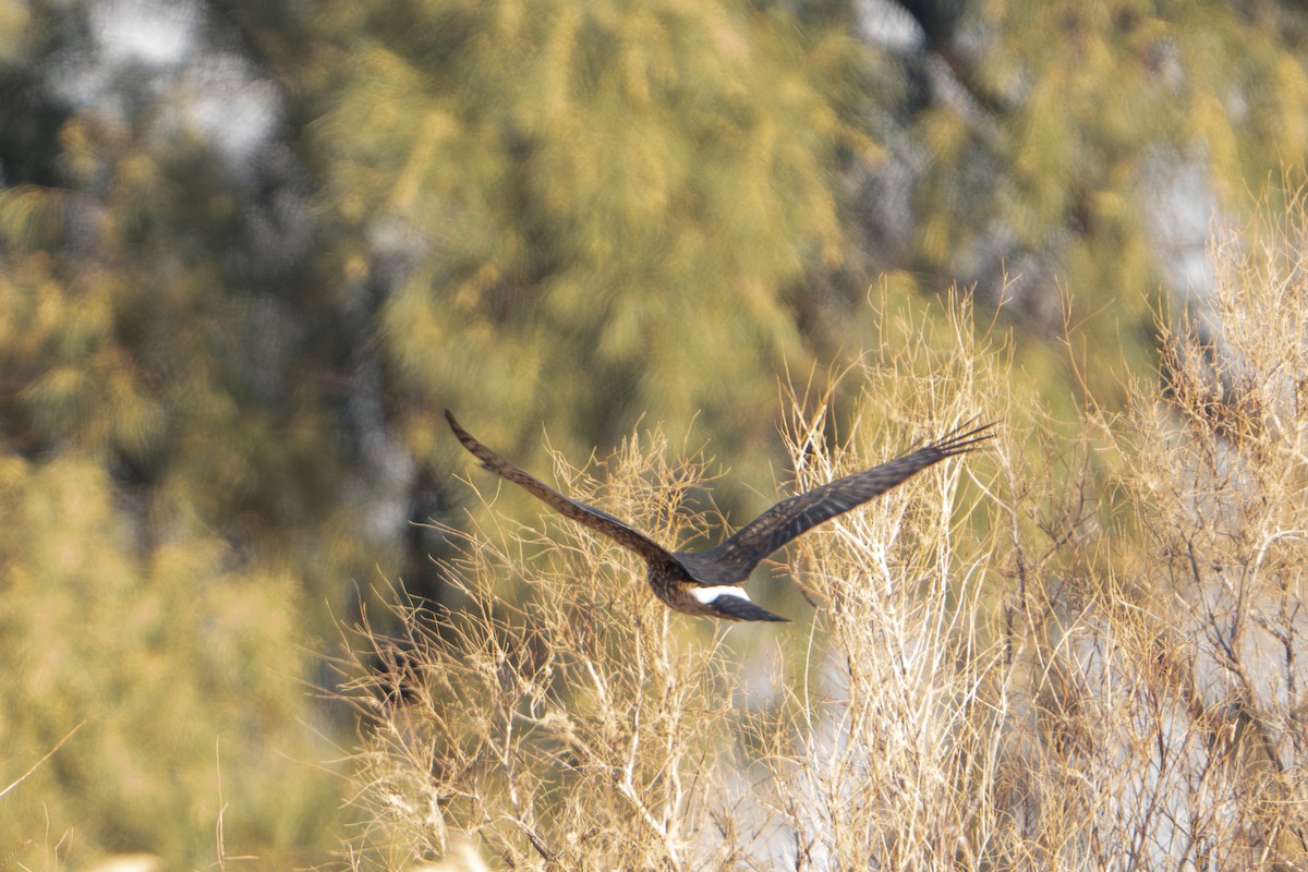 Aguilucho de Hudson - ML613488206