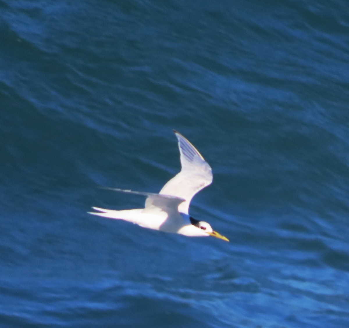 Sandwich Tern - ML613488253