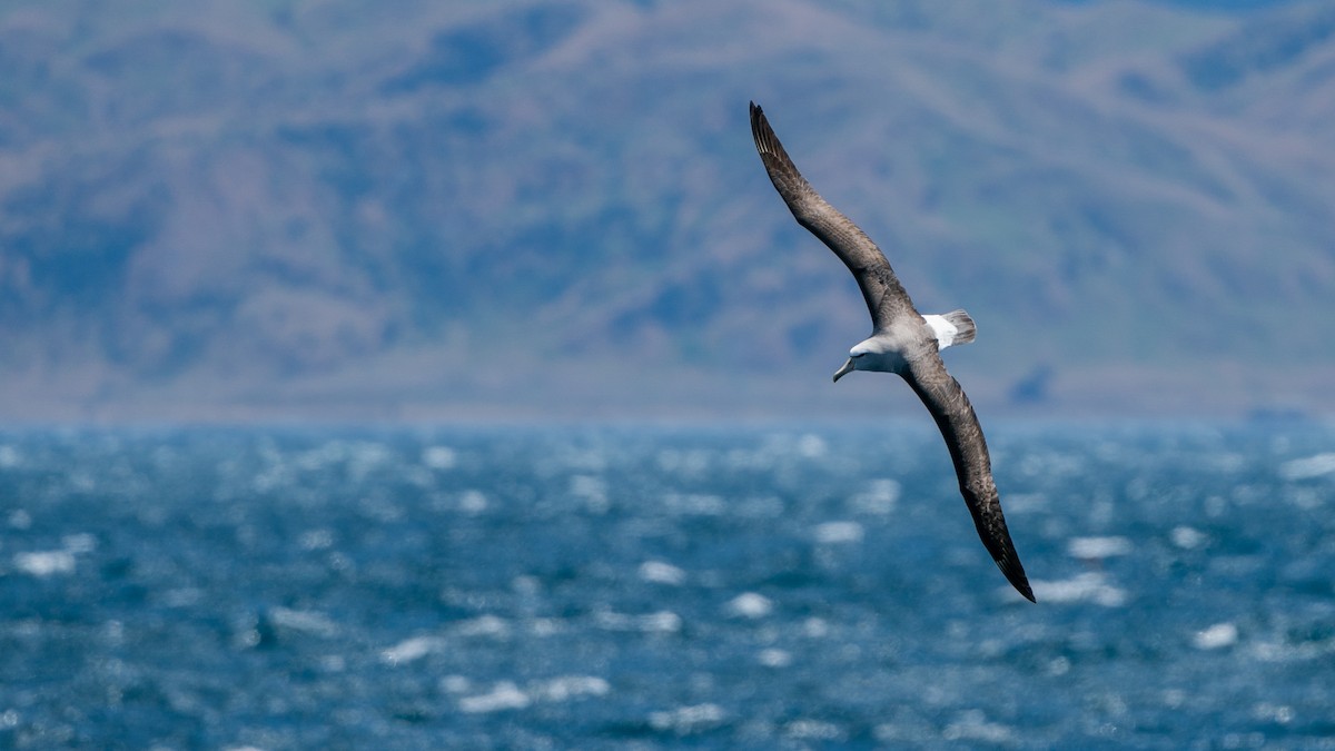 albatros snarský - ML613488268