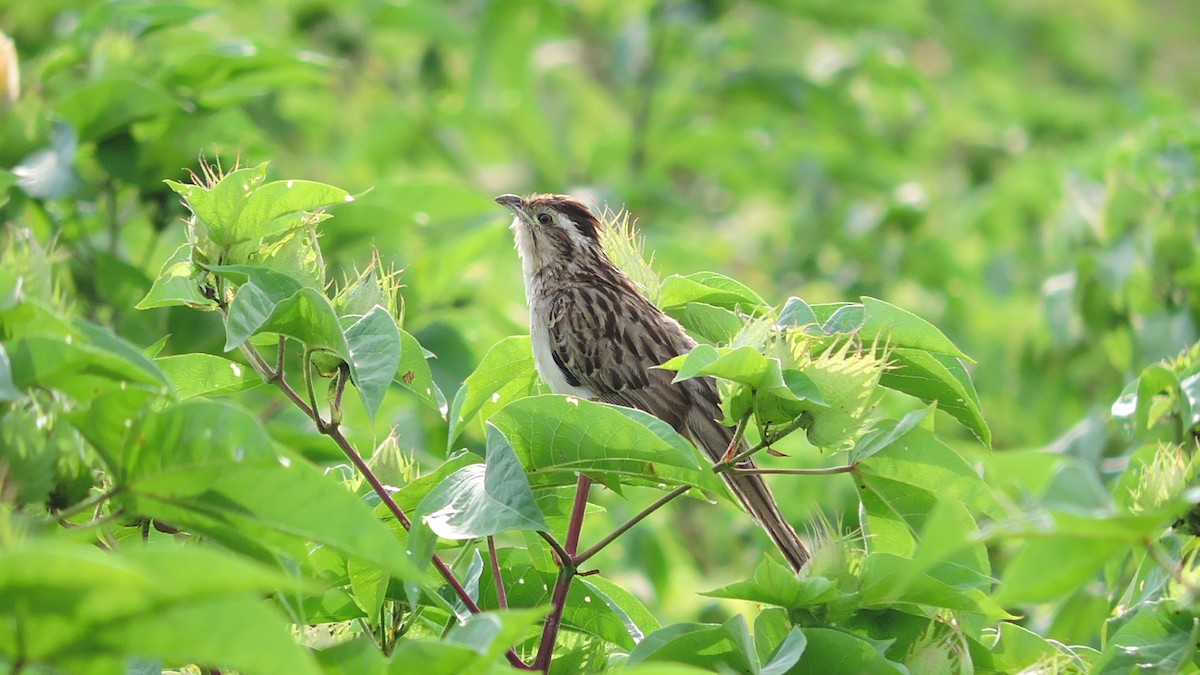 Striped Cuckoo - ML613488292