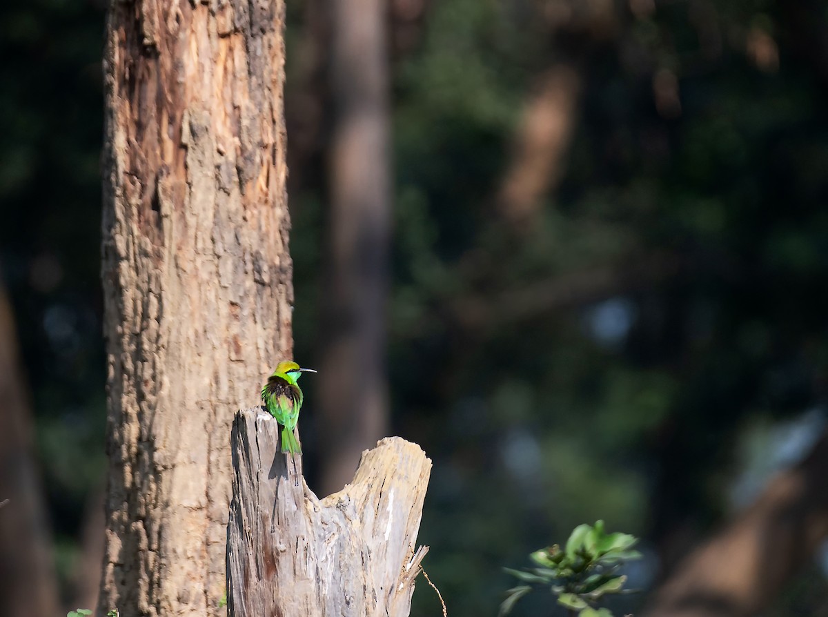 Asian Green Bee-eater - ML613488348