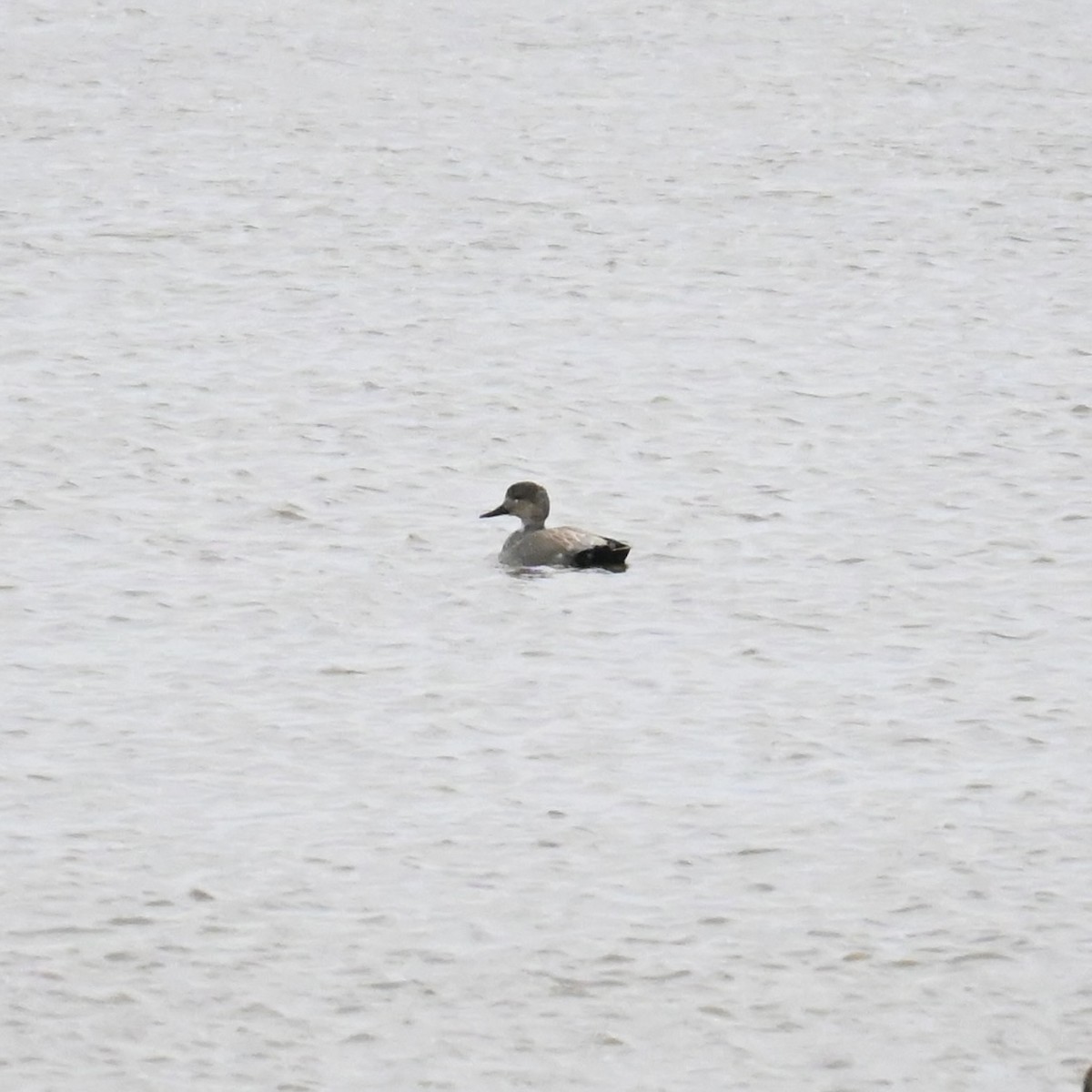 Gadwall - ML613488390