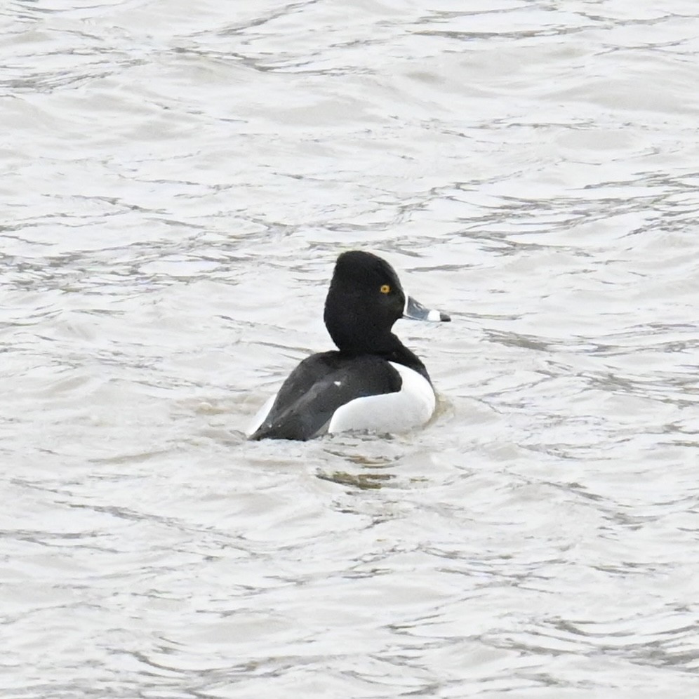 Ring-necked Duck - ML613488399