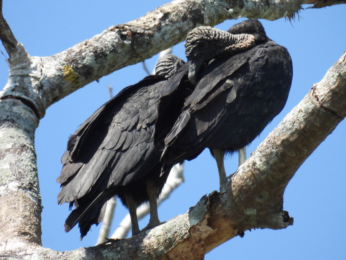 Black Vulture - ML613488403