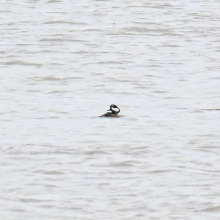 Hooded Merganser - ML613488426