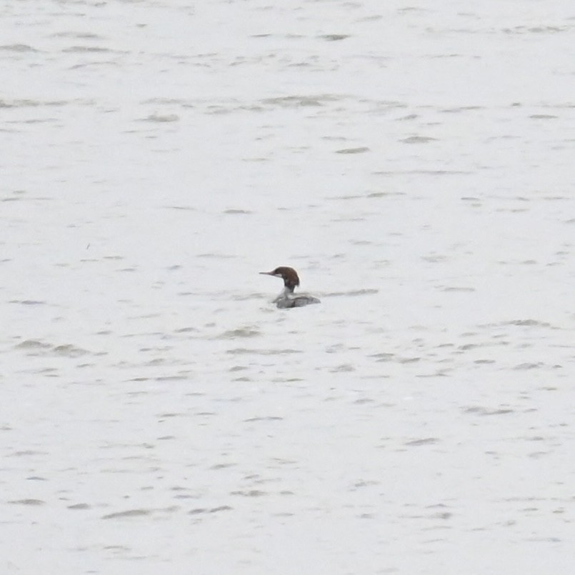 Common Merganser - ML613488438