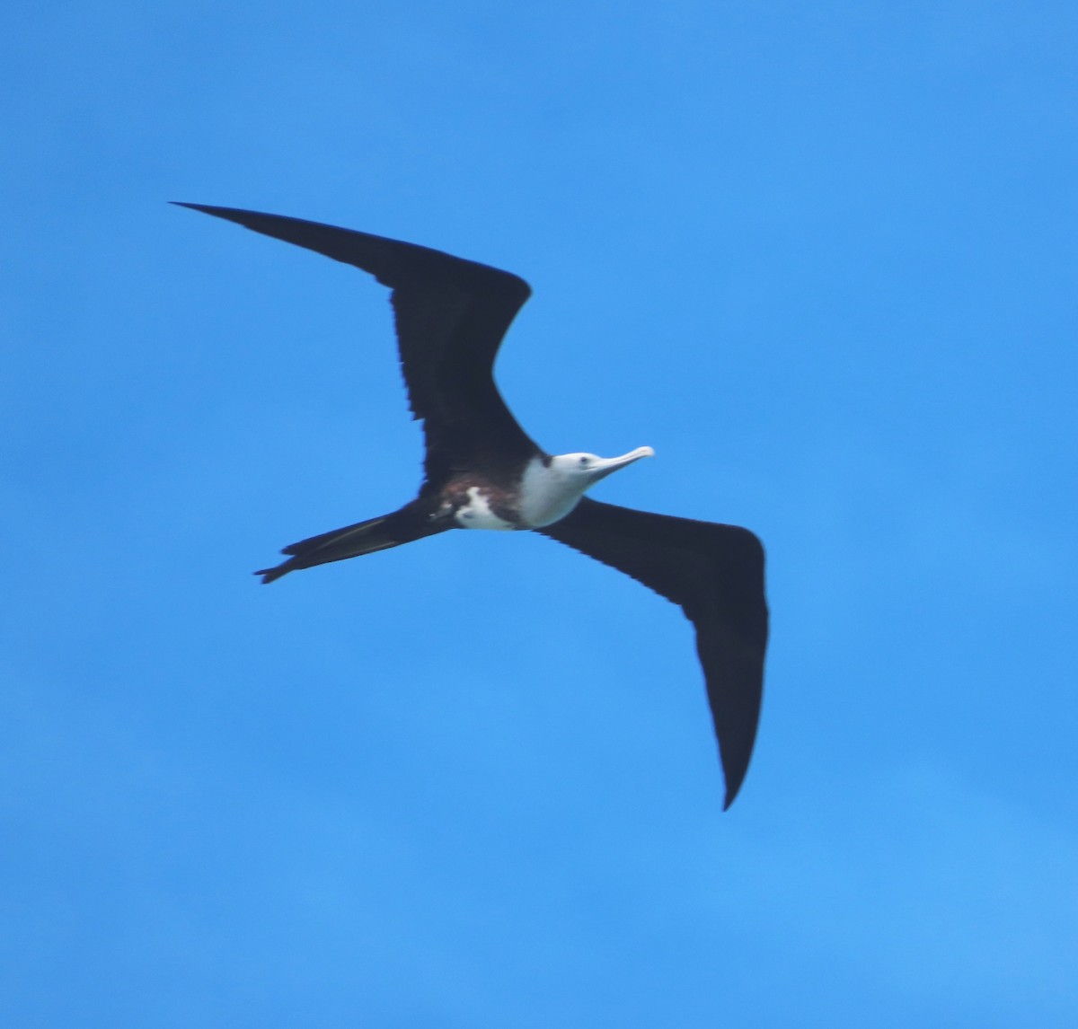 Magnificent Frigatebird - ML613488444