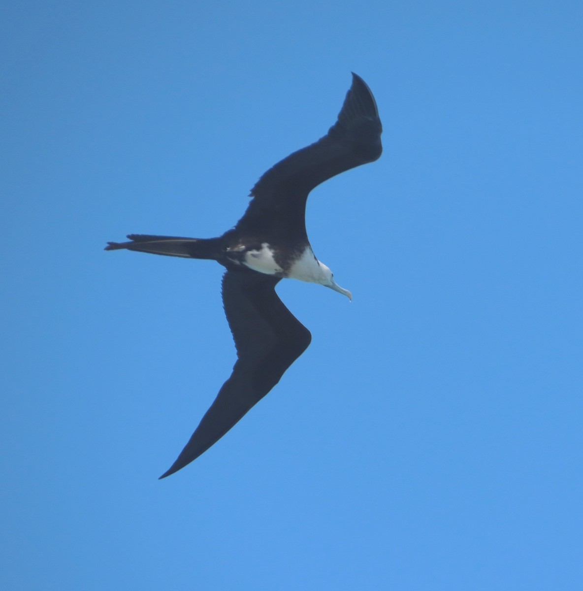 Magnificent Frigatebird - ML613488445