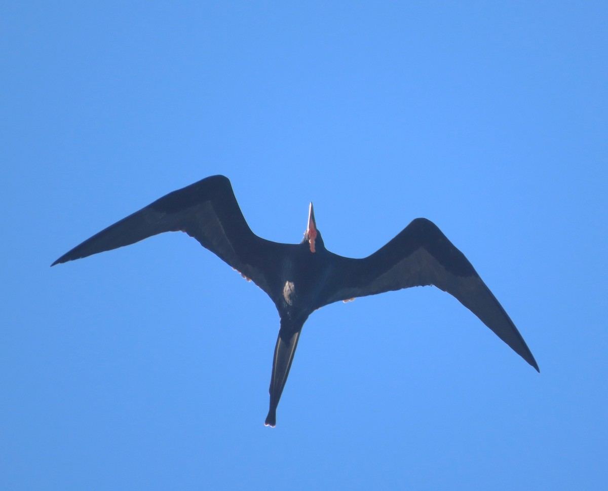 Magnificent Frigatebird - ML613488446