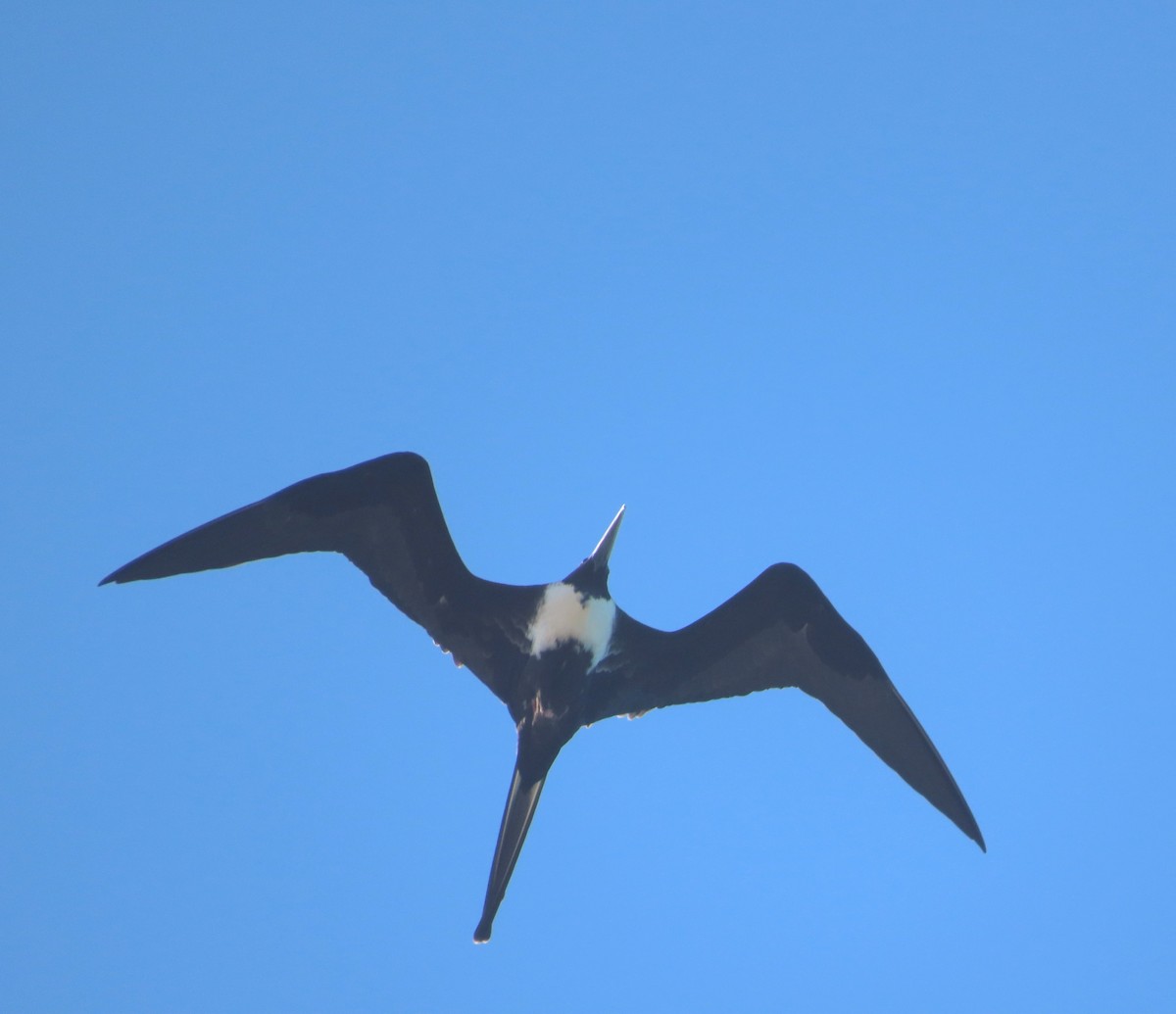 Magnificent Frigatebird - ML613488447