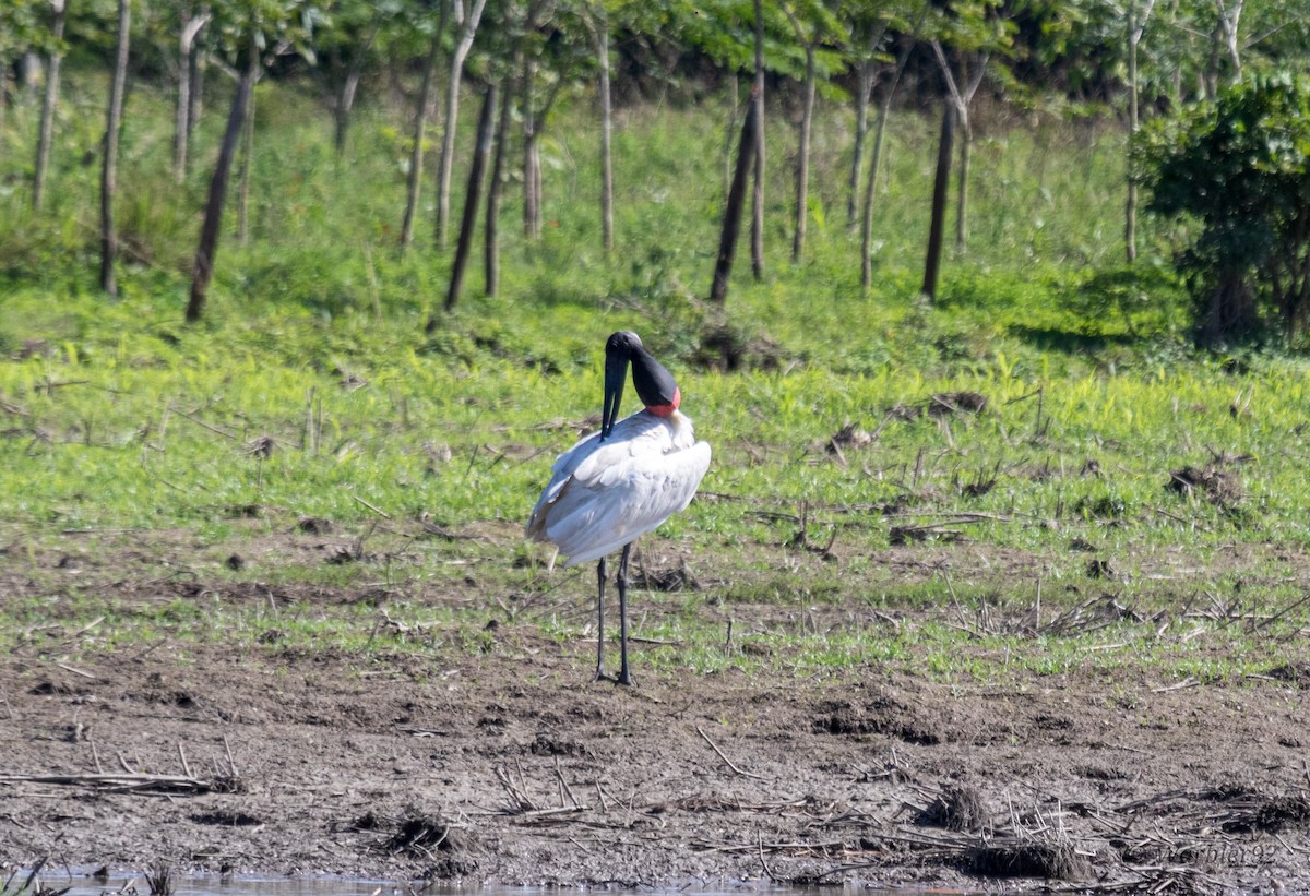 Jabiru - ML613488465