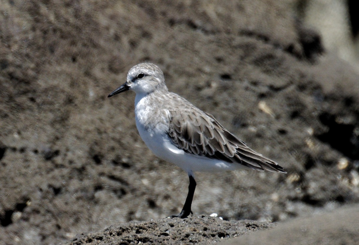 Rotkehl-Strandläufer - ML613488469