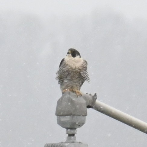 Peregrine Falcon - ML613488489