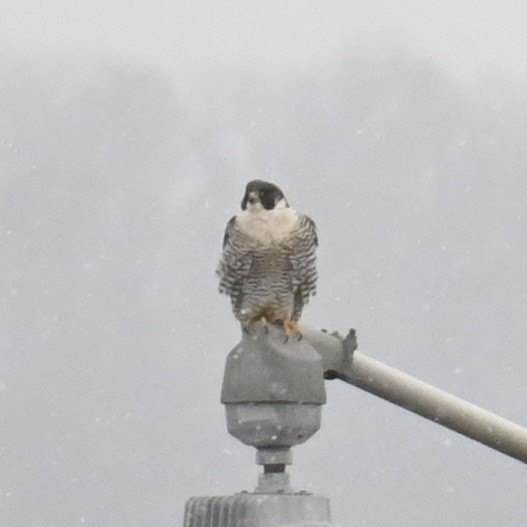 Peregrine Falcon - ML613488490