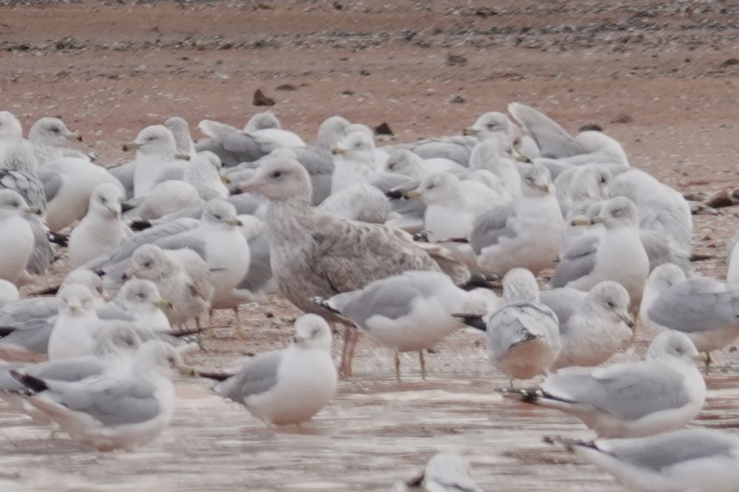 Gaviota Argéntea - ML613488493