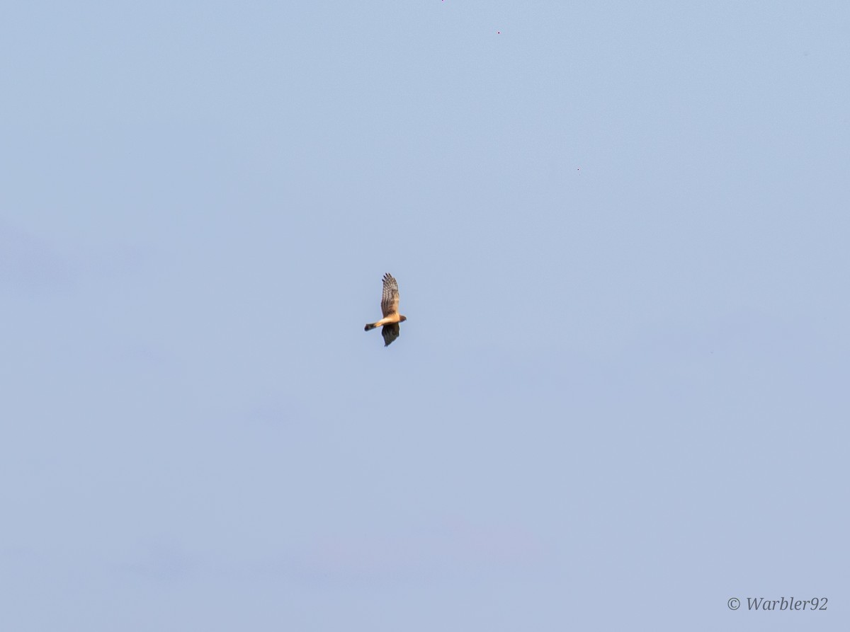 Northern Harrier - ML613488497