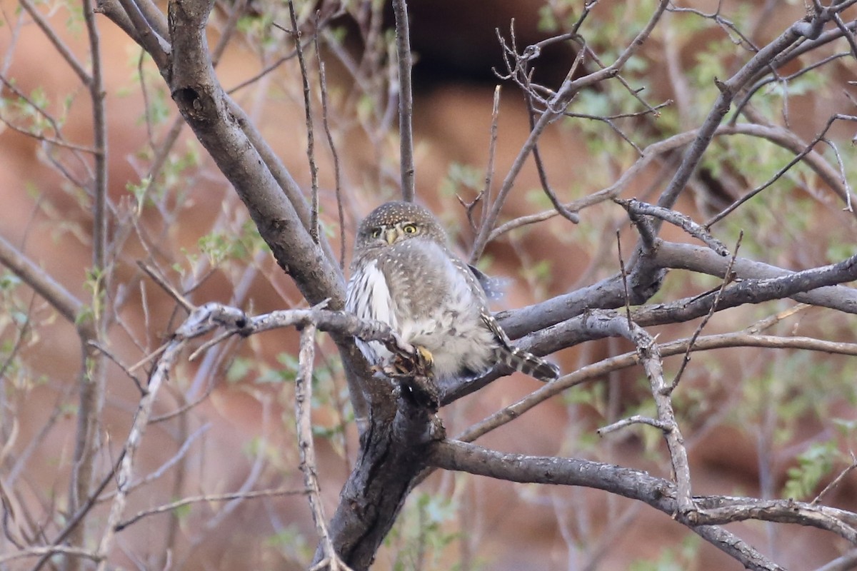 Northern Pygmy-Owl (Mountain) - ML613488504