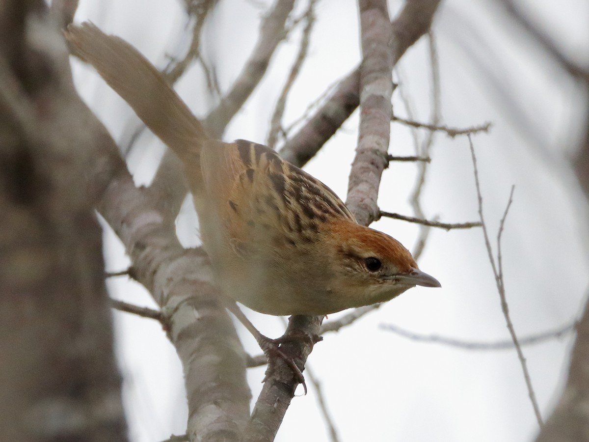 Tawny Grassbird - Rolo Rodsey