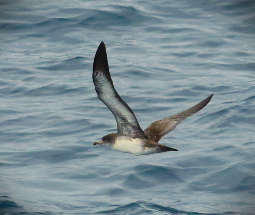 Pink-footed Shearwater - ML613488599