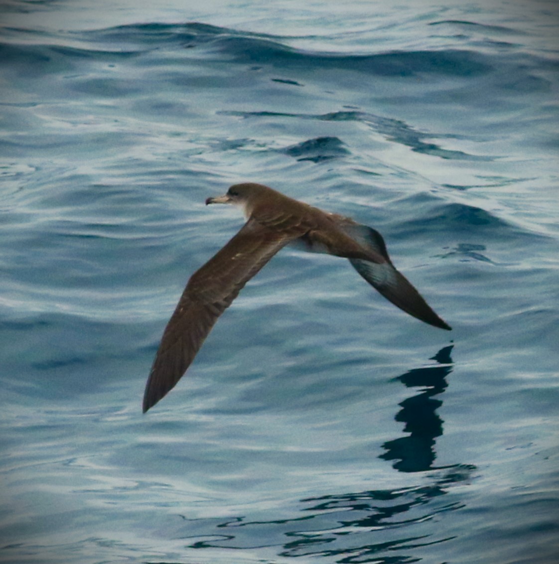 Pink-footed Shearwater - ML613488600